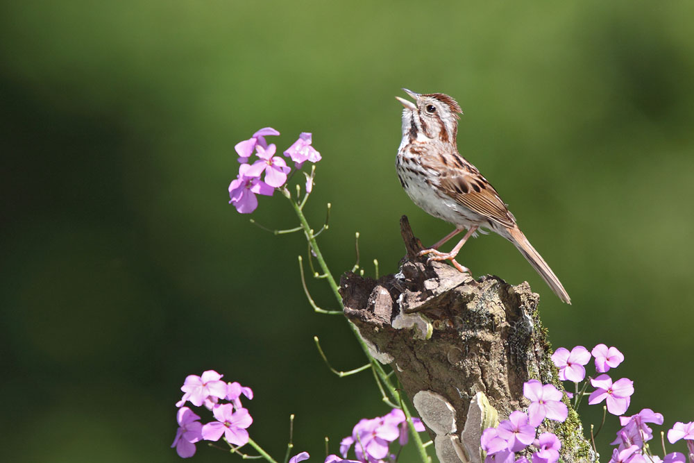 Song Sparrow © Russ Chantler
