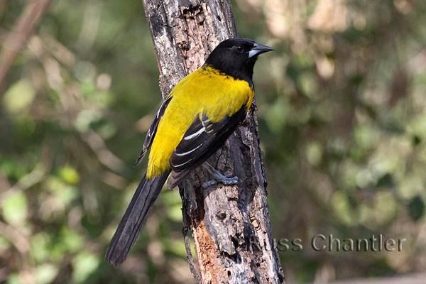 Photo Of Audubons Oriole - Photography By Russ Chantler