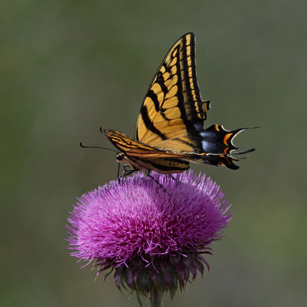 Tiger Swallowtail Butterfly &copy; Russ Chantler