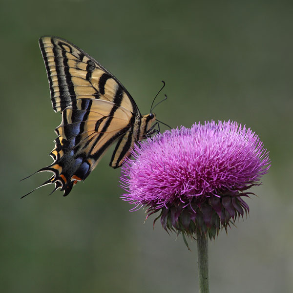 Tiger Swallowtail Butterfly &copy; Russ Chantler