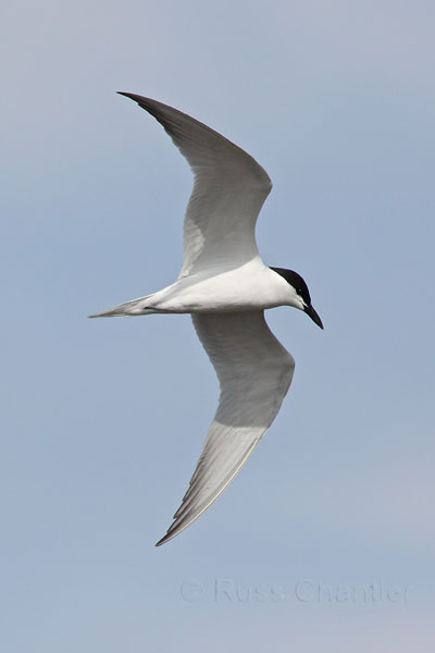 Gull-billed Tern © Russ Chantler
