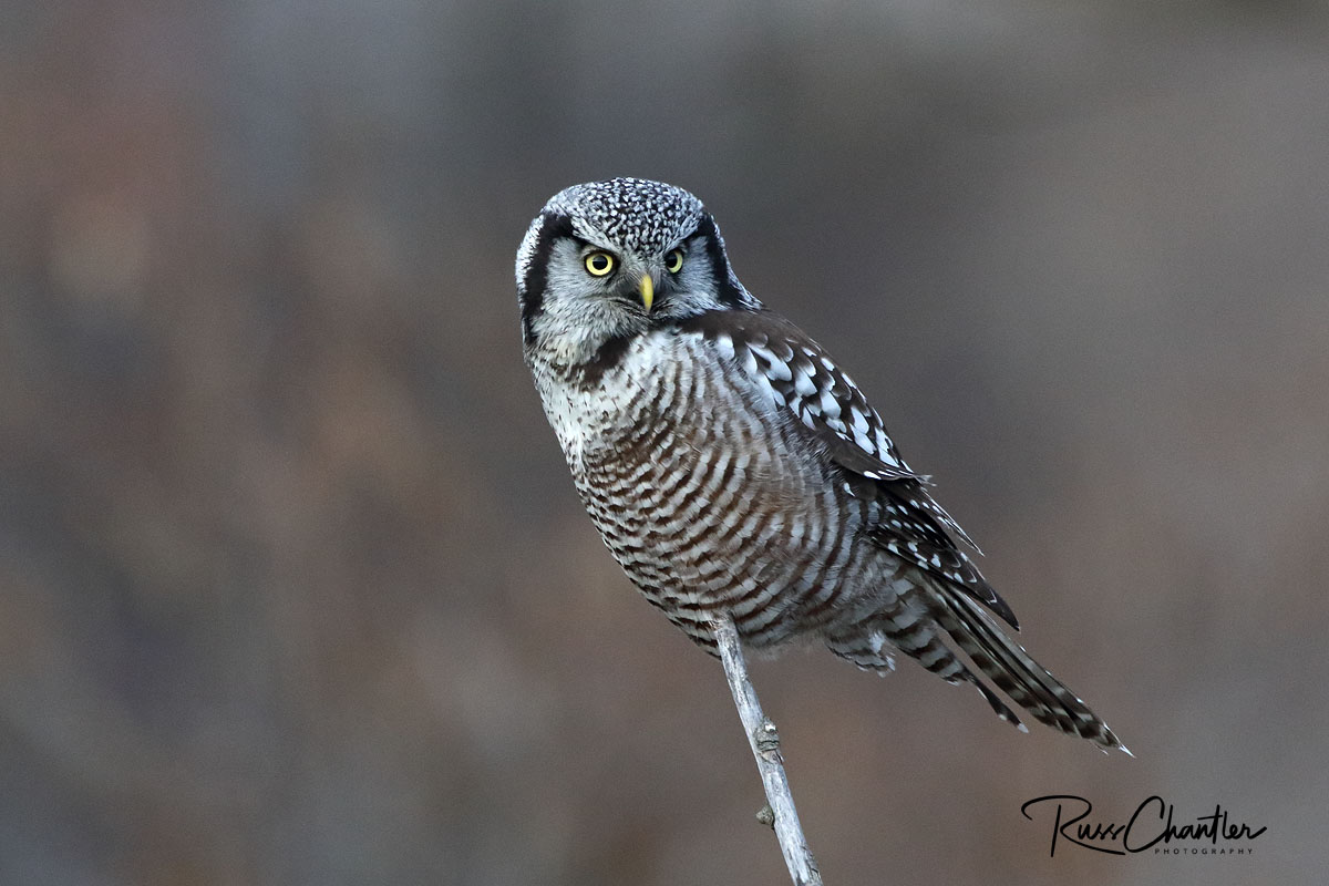 Northern Hawk Owl © Russ Chantler