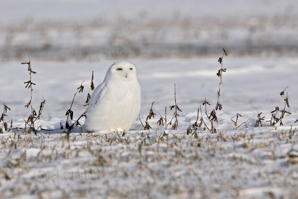 Snowy Owl © Russ Chantler