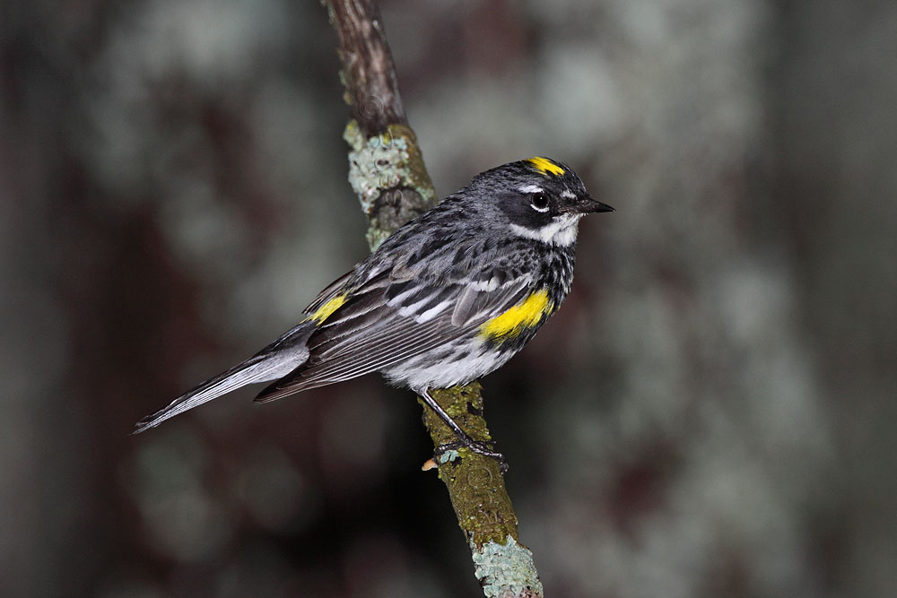 Yellow-rumped Warbler © Russ Chantler