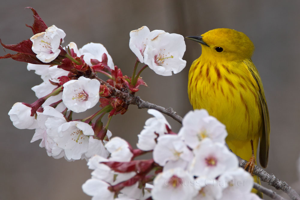 Yellow Warbler © Russ Chantler