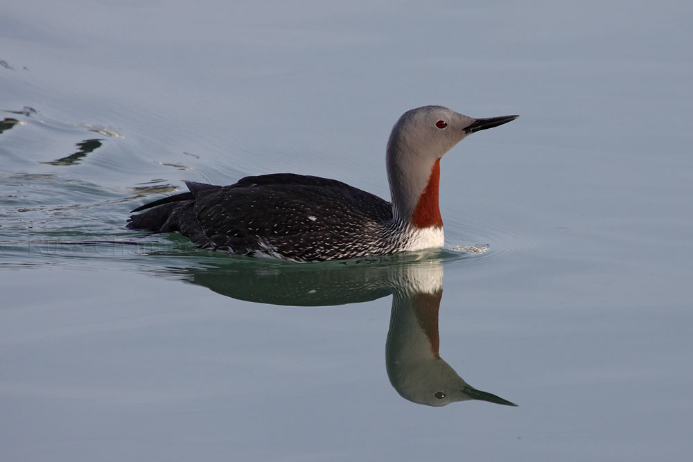 Red-throated Loon © Russ Chantler