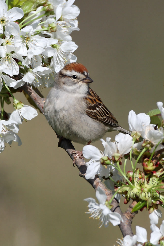 Chipping Sparrow © Russ Chantler