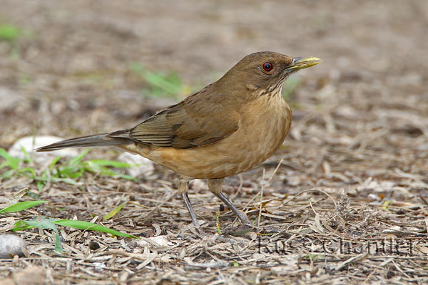 Photo of Clay-colored Thrush - Photography by Russ Chantler