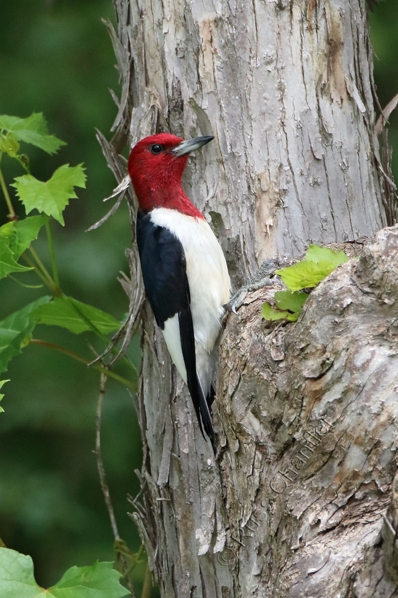 Red-headed Woodpecker © Russ Chantler