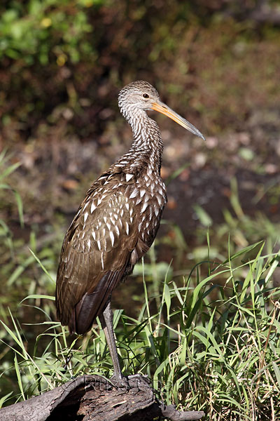 Photo of Limpkin - Photography by Russ Chantler