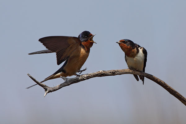 Barn Swallow © Russ Chantler