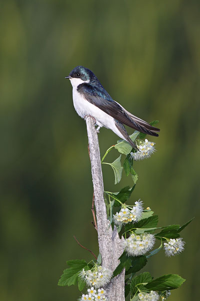Tree Swallow © Russ Chantler