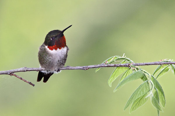 Ruby-throated Hummingbird © Russ Chantler