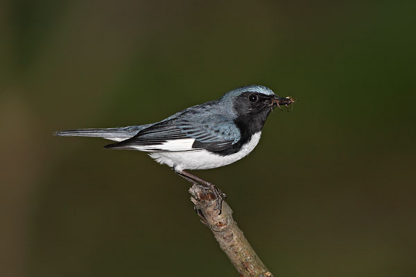 Black-throated Blue Warbler © Russ Chantler
