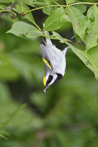 Golden-winged Warbler © Russ Chantler